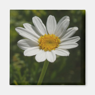 Daisy Foto Magnet