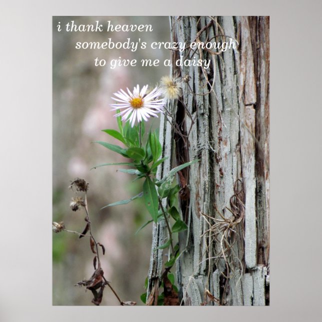 Daisy Foto Poster (Vorne)