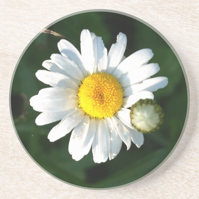 Daisy Foto Sandstone Drink Untersetzer (Vorne)