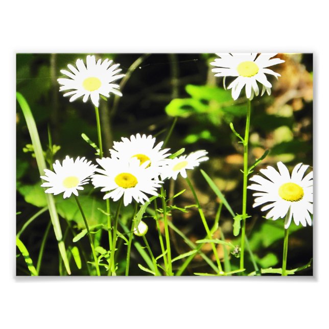 Daisy Fotodruck (Vorne)