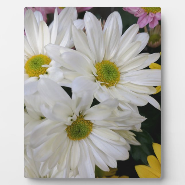 Daisy Fotoplatte (Vorderseite)