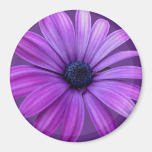 Daisy Frigo Magnet Blue Flower Daisy Cadeaux
