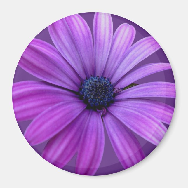 Daisy Frigo Magnet Blue Flower Daisy Cadeaux (Devant)