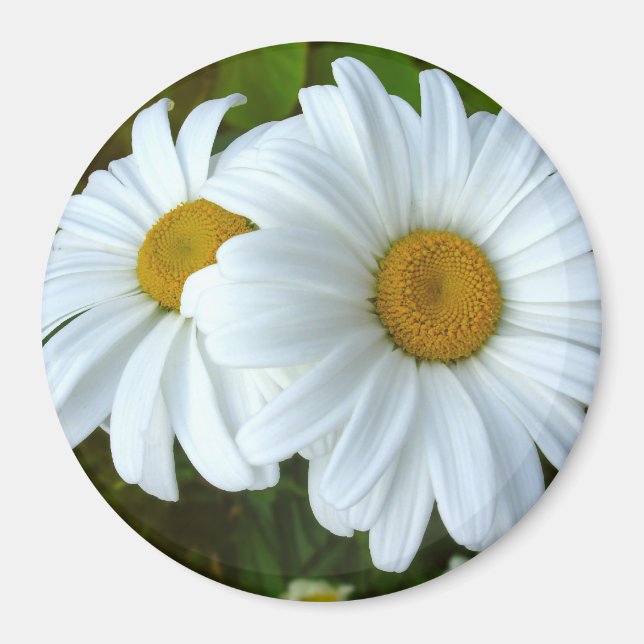Daisy Frigo Magnet Fleur joyeuse Daisy Daisy Cadea (Devant)