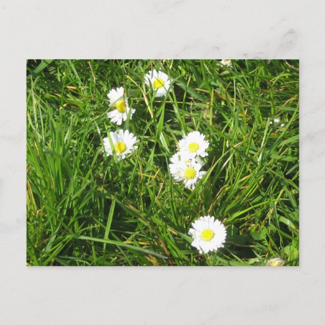 Daisy frisch postkarte (Vorderseite)