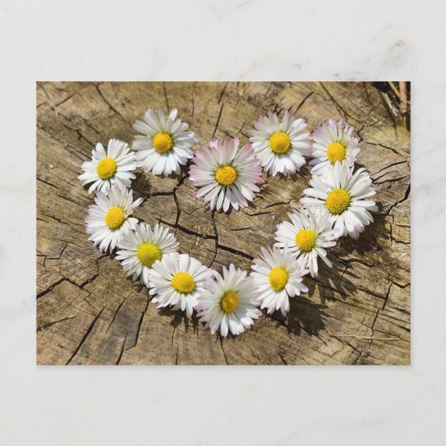 Daisy Heart Postkarte (Vorderseite)