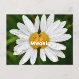 Daisy Kisses Birthday Valentine Liebe Gruß Postkarte