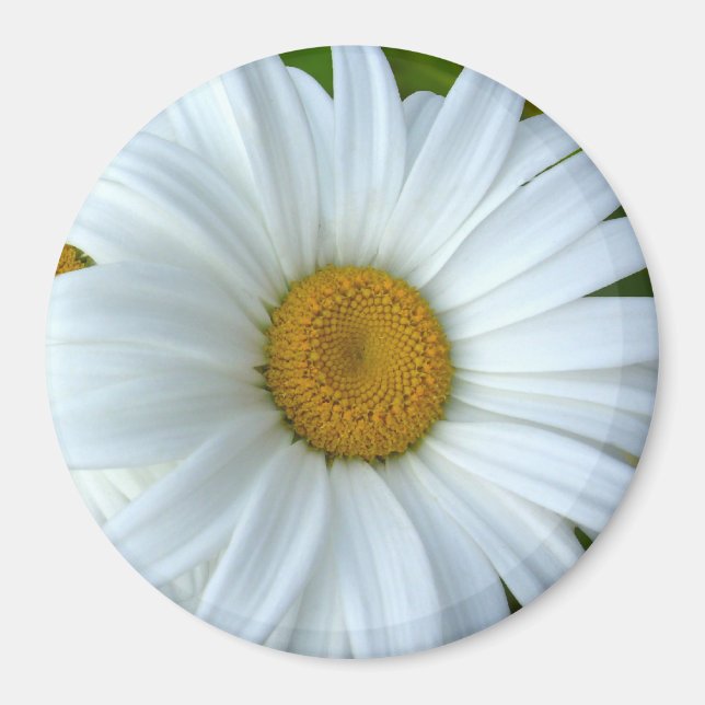 Daisy Kühlschrankmagnet Fröhliche Blume Daisy Gesc (Vorne)