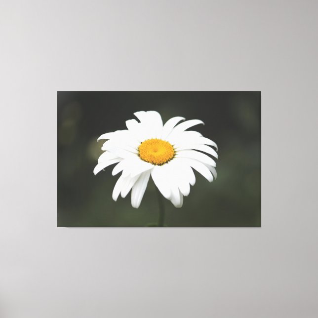Daisy Leinwand Art (Vorderseite)