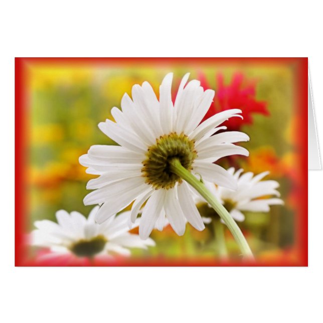 Daisy Light (Vorderseite (Horizontal))
