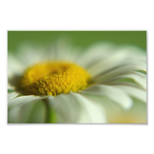 Daisy Macro Foto (Vorne)