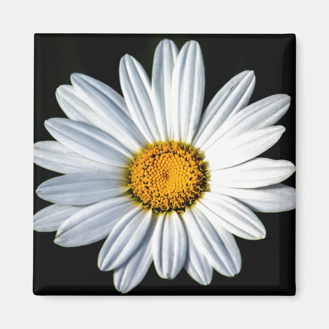 Daisy Mae Magnet (Vorne)