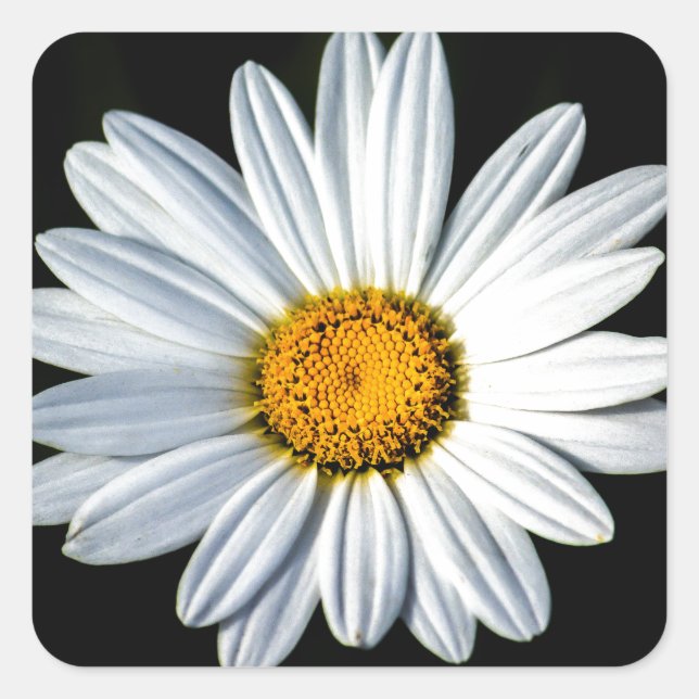 Daisy Mae Sticker (Vorderseite)