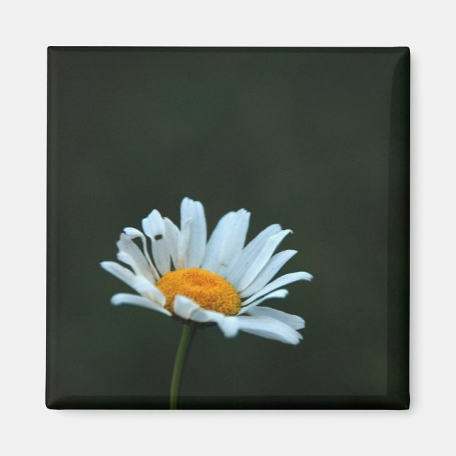 Daisy Magnet (Vorne)