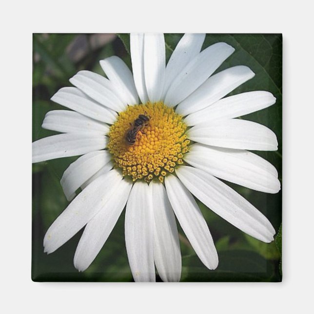 Daisy Magnet (Vorne)