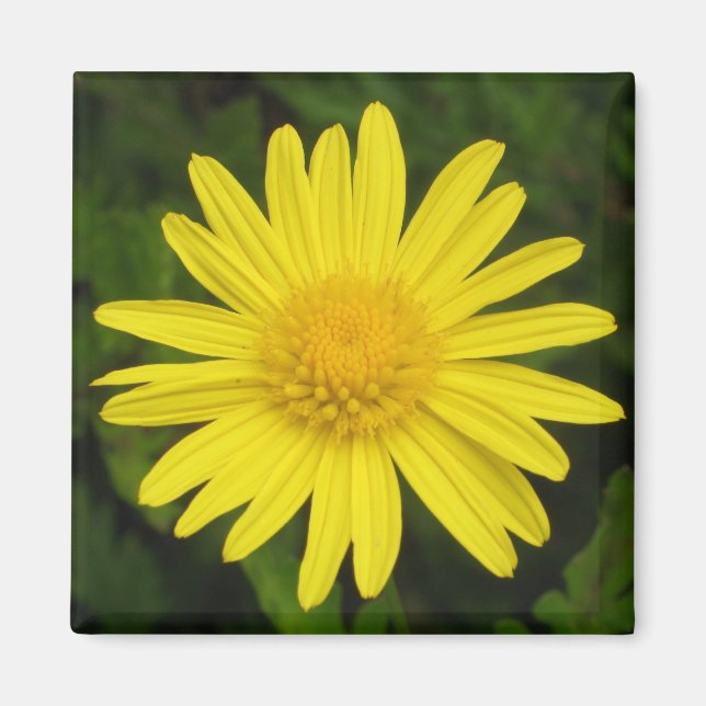 Daisy Magnet (Vorne)