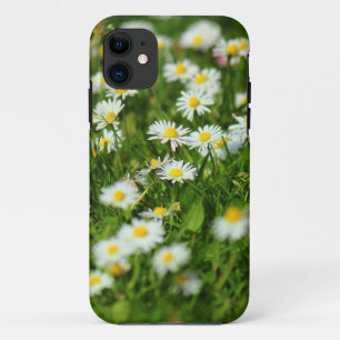 Daisy Meadow title_seo2