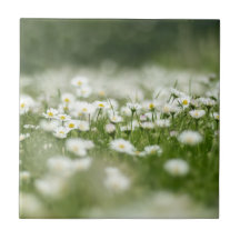 Daisy Meadow