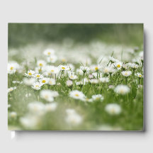 Daisy Meadow