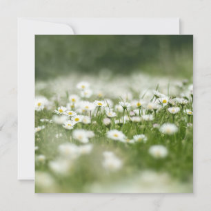 Daisy Meadow Karte