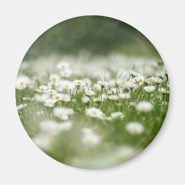 Daisy Meadow Magnet (Vorne)
