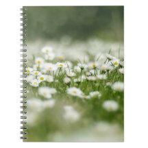 Daisy Meadow