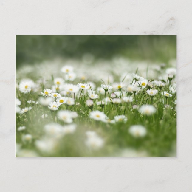 Daisy Meadow Postkarte (Vorderseite)