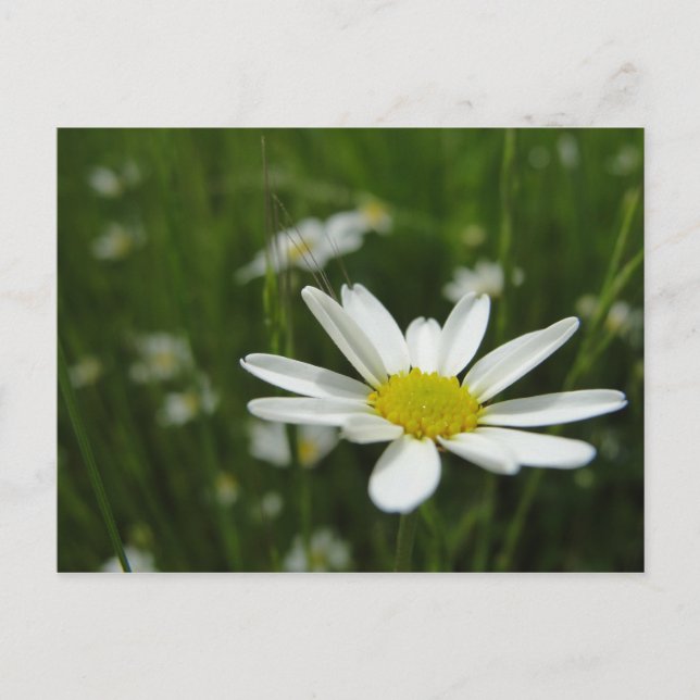 Daisy Meadow Postkarte (Vorderseite)