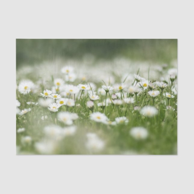 Daisy Meadow Seidenpapier (Vorderseite)