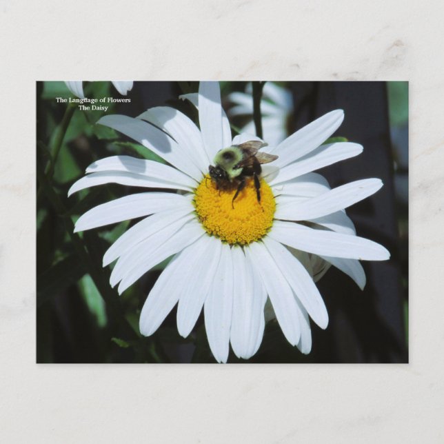 Daisy mit Baby Bumblebee Postkarte (Vorderseite)