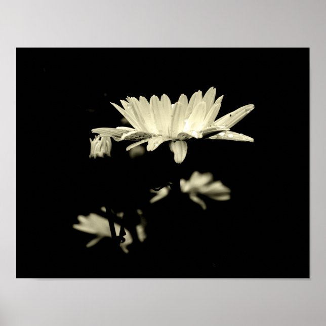 Daisy mit Raindrops - Schwarz & Weiß Poster (Vorne)