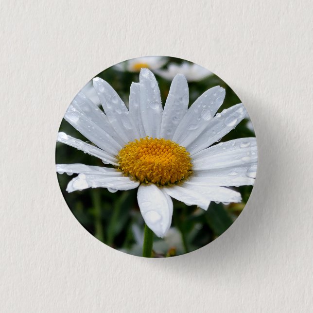 Daisy Morning Dew Button (Vorderseite)