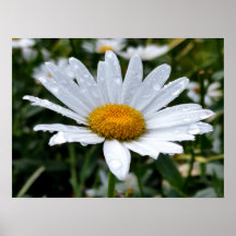 Daisy Morning Dew