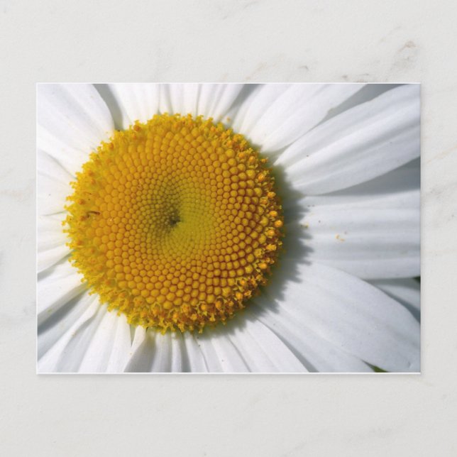Daisy Nah-Up Postkarte (Vorderseite)