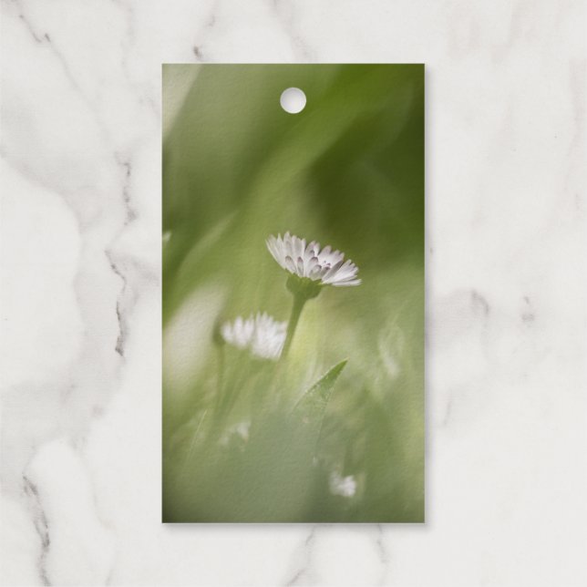 Daisy Nature Foto Geschenkanhänger (Rückseite)