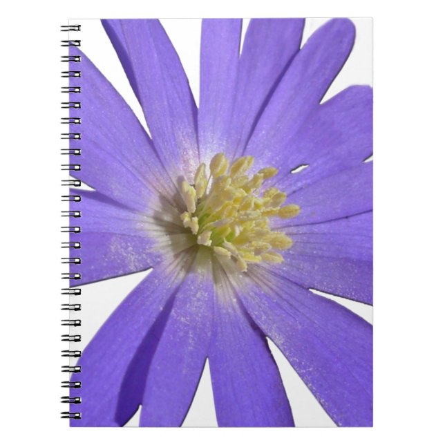 Daisy Notebook Blue Daisy Journals Blume Geschenke Notizblock (Vorderseite)