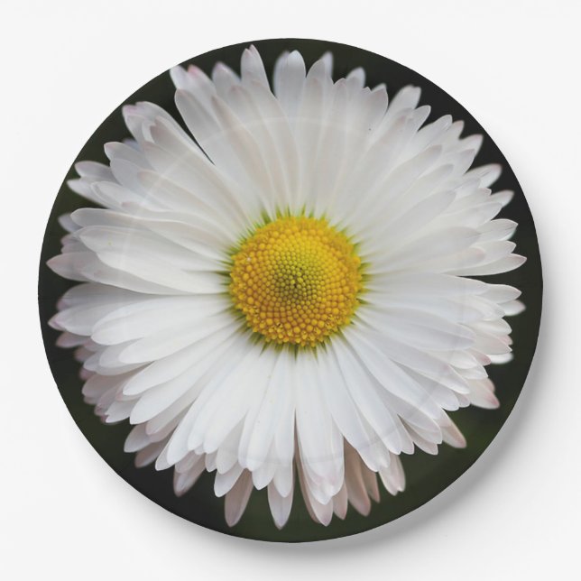 Daisy Pappteller (Vorderseite)