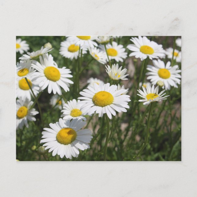 Daisy Postcard Postkarte (Vorderseite)