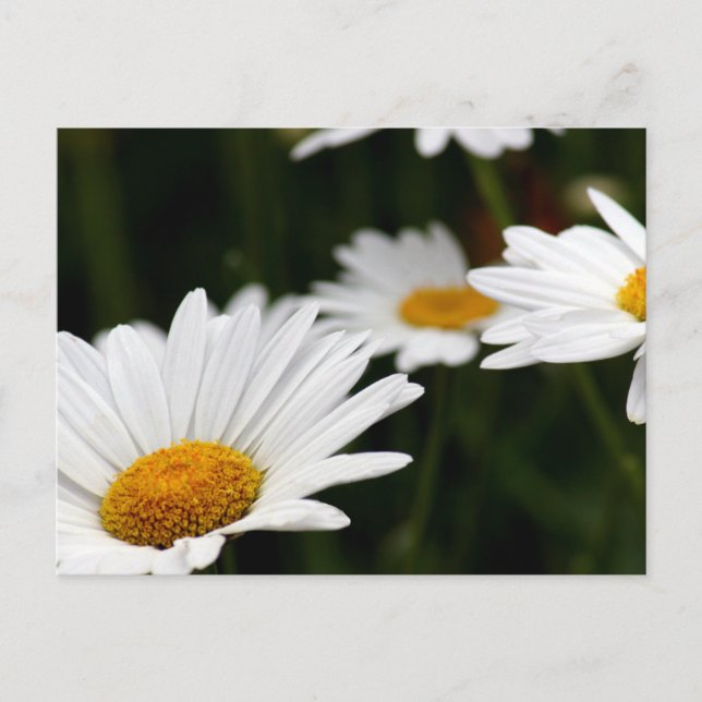 Daisy Postcard Postkarte (Vorderseite)