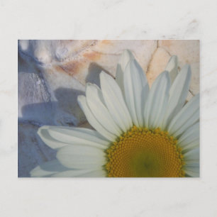 Daisy Postcard Postkarte