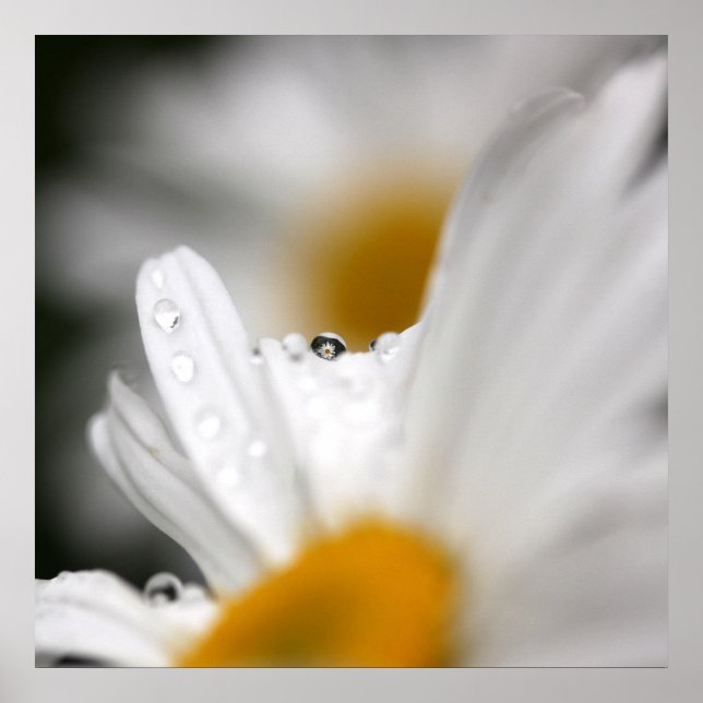 Daisy Poster (Vorne)