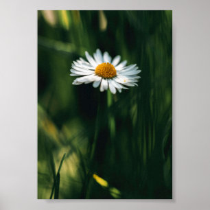 Daisy Poster - Hochwertiges Bild