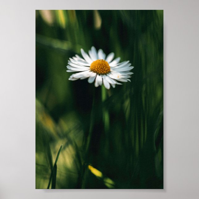 Daisy Poster - Hochwertiges Bild (Vorne)