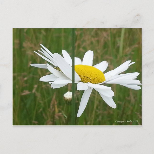 Daisy - Postkarte (Vorderseite)
