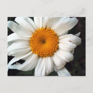 Daisy Postkarte