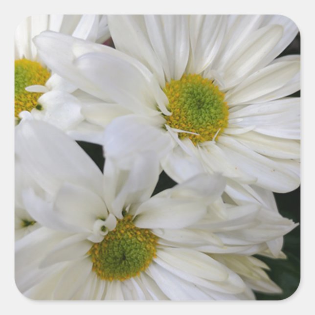 Daisy Quadratischer Aufkleber (Vorderseite)