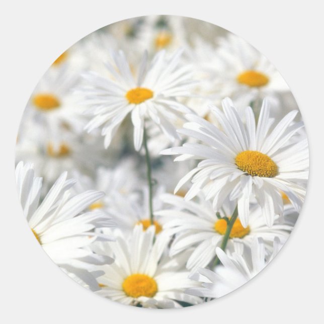 Daisy Runder Aufkleber (Vorderseite)