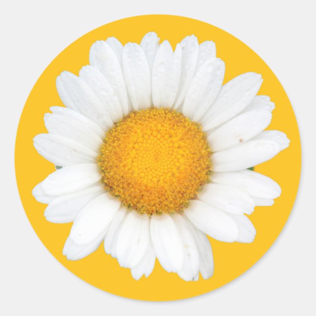 Daisy Runder Aufkleber (Vorderseite)