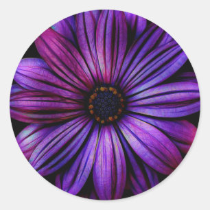 Daisy Runder Aufkleber