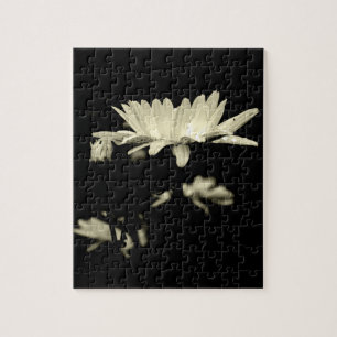 Daisy - Schwarzweiß